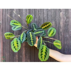 Maranta rebernatá (Maranta leuconeura) ´FASCINATOR´ - výška 20-30 cm, kont. C1L